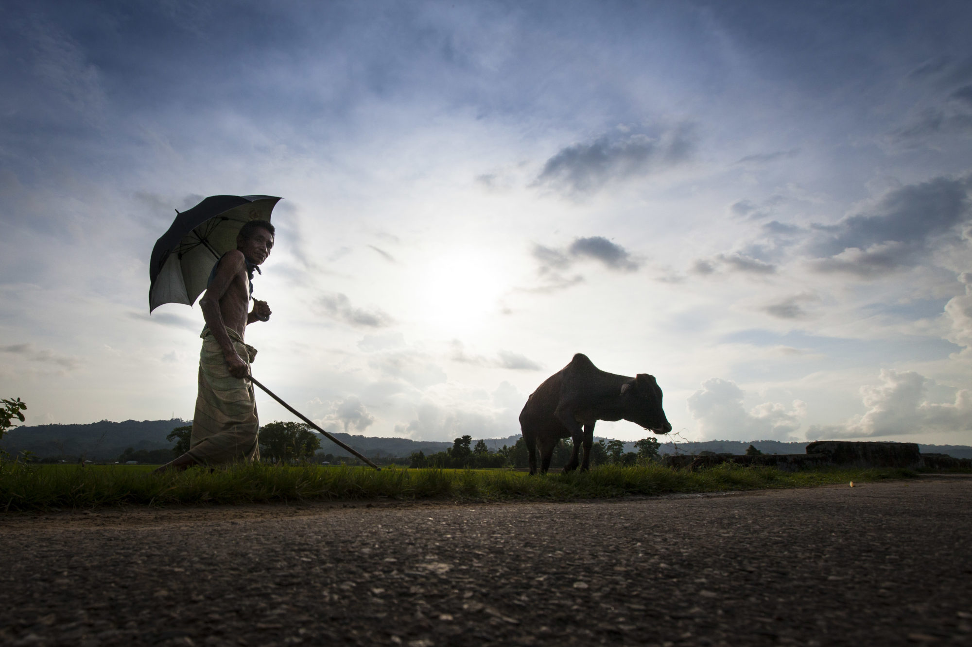 cattle-herder-imb