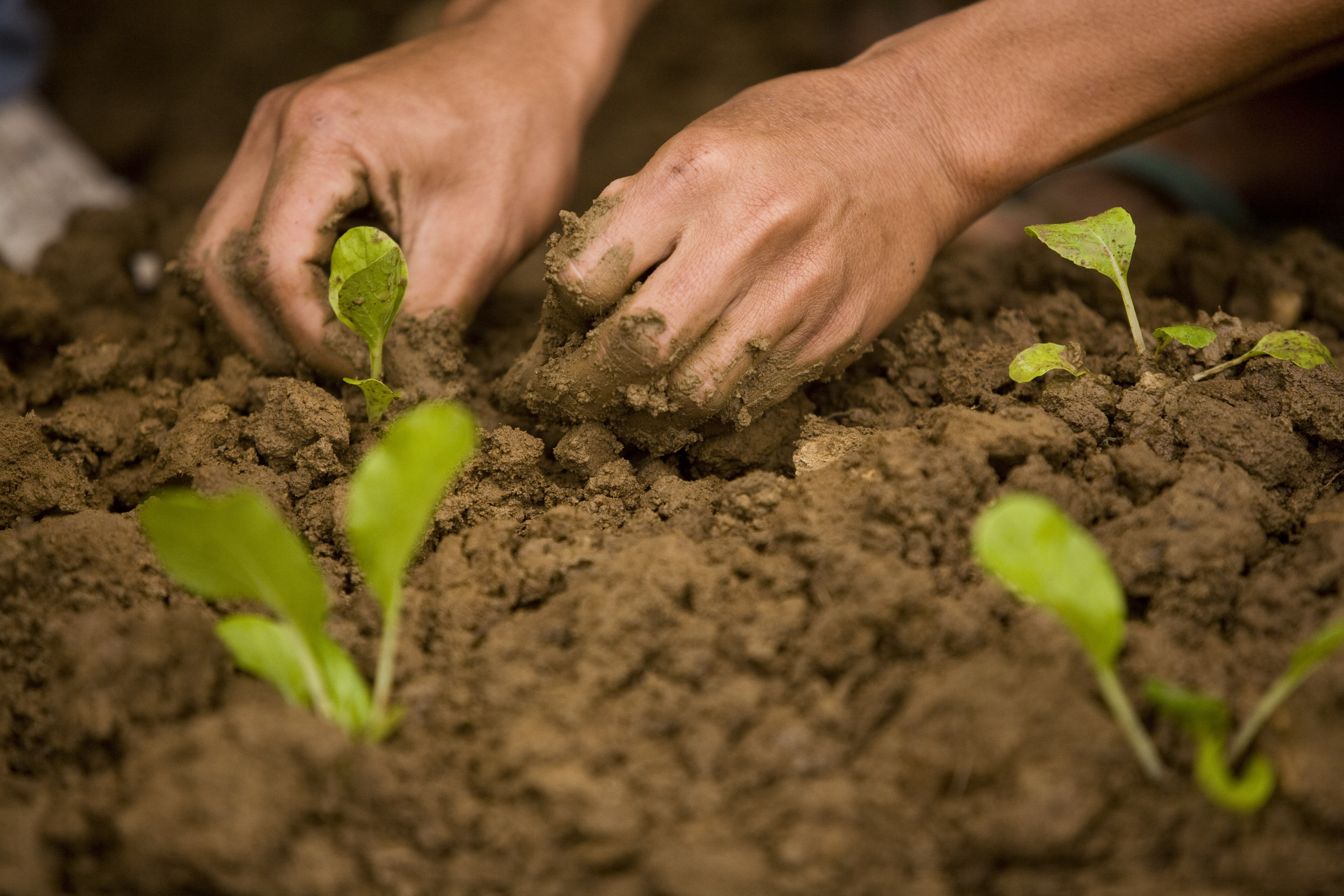 Planting Hands - IMB