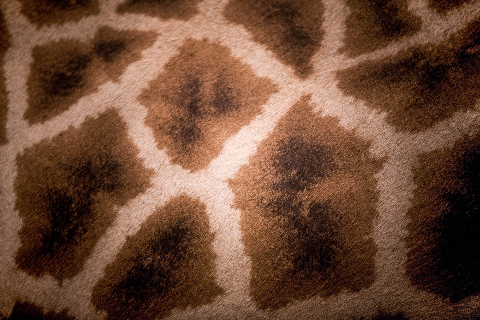 Giraffe Skin Imb