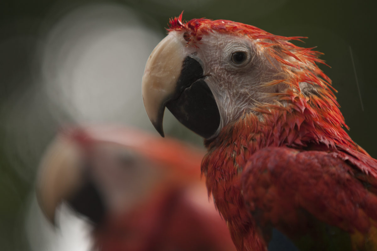 Red Macaws Imb