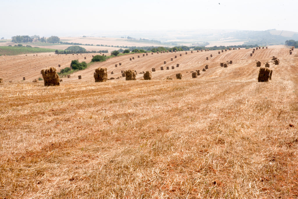 Hay Fields - IMB