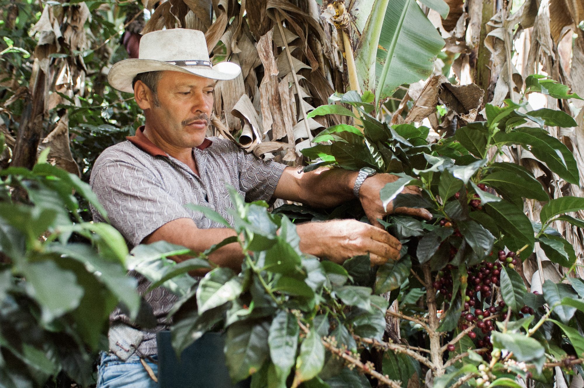 Picking Coffee - IMB