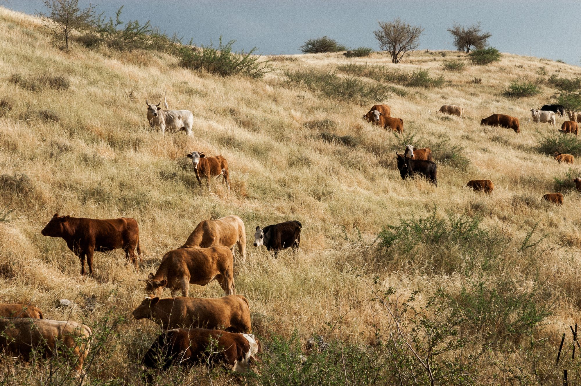 Cattle On The Hill Imb