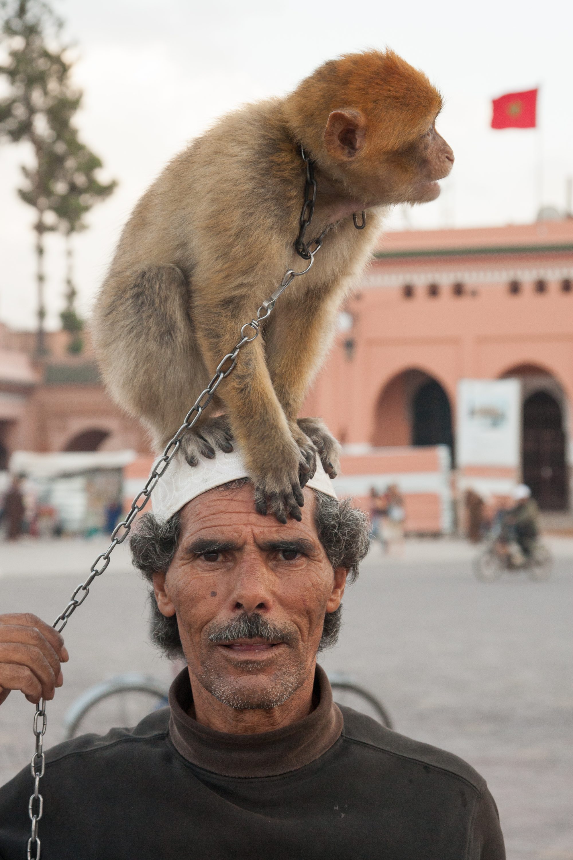 Man And His Monkey Imb