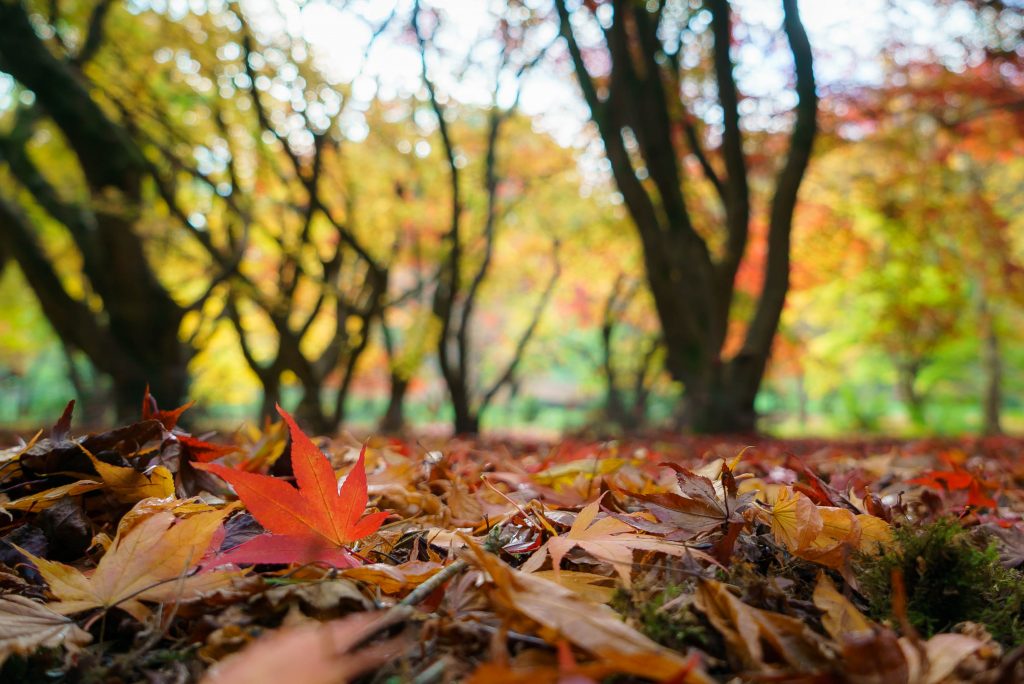 Leaves on the Ground - IMB