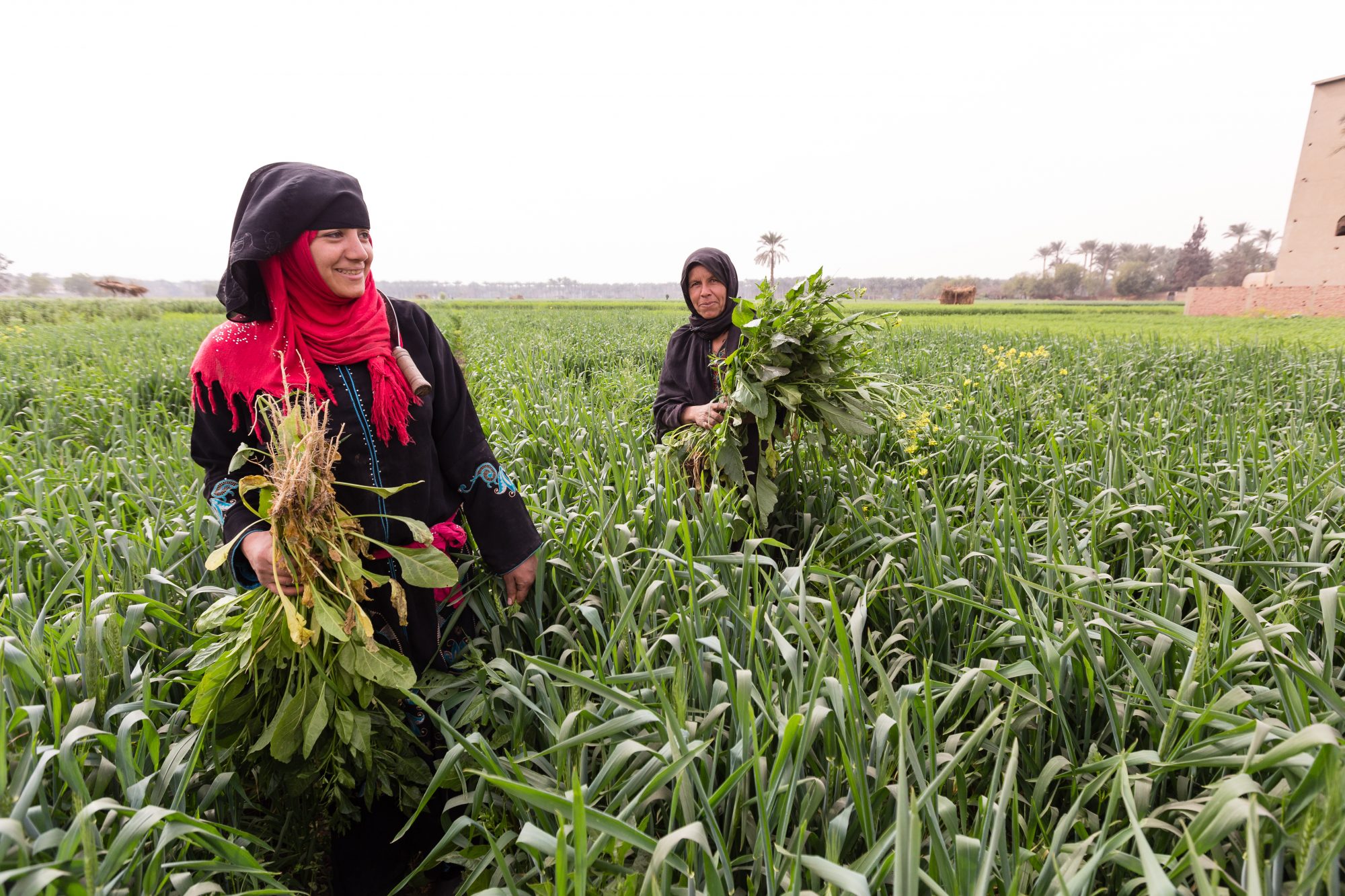 Egyptian Farmers - IMB