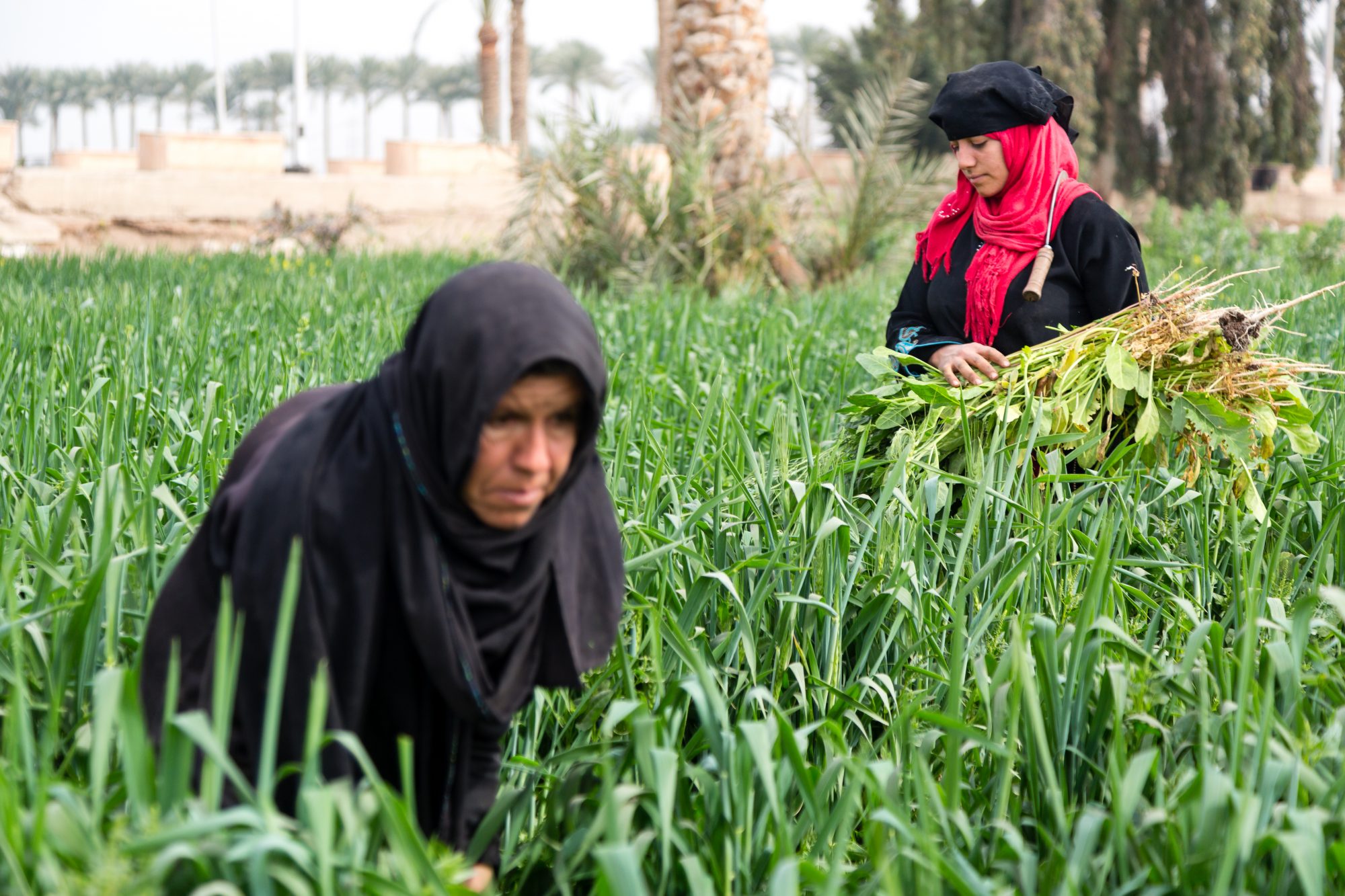 Egyptian Farmers - IMB