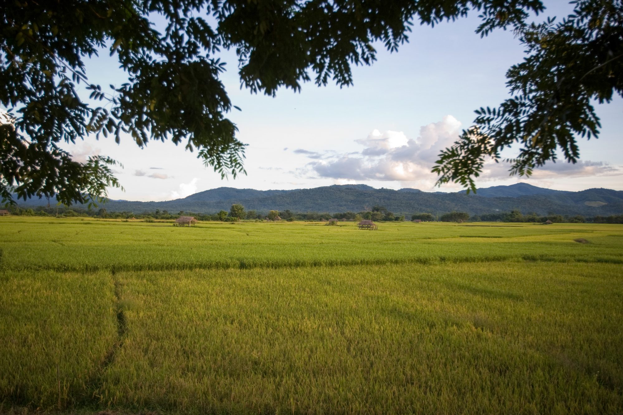 farms-in-myanmar-imb